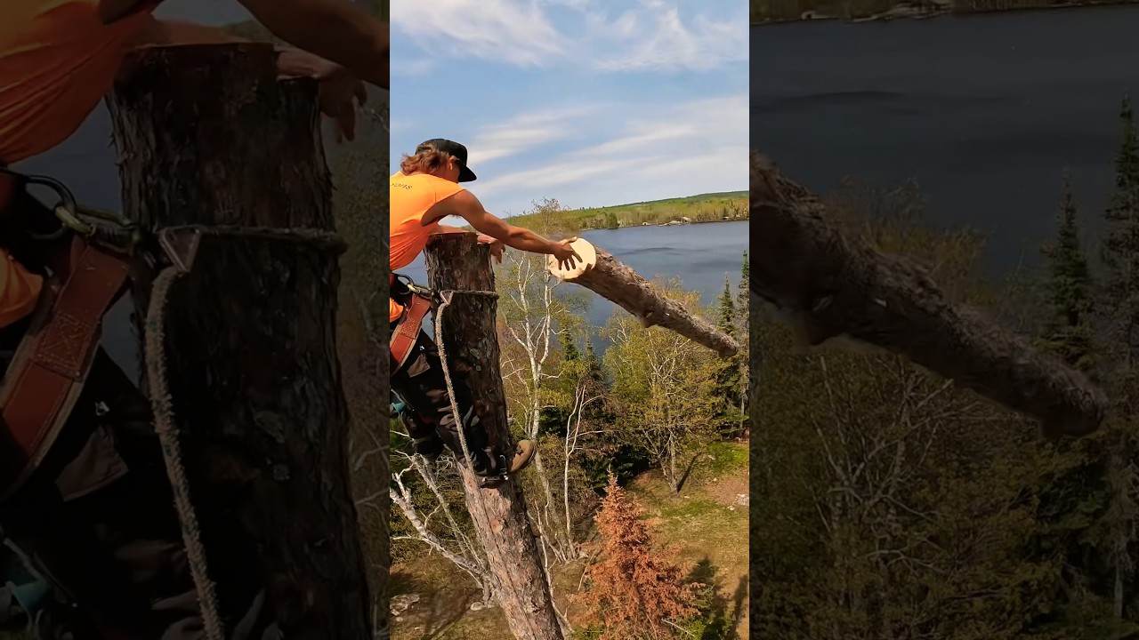 Forgot About Sam | #shorts #treeservice #treeservicesnearme #vermilion #ironrange #lakevermilion