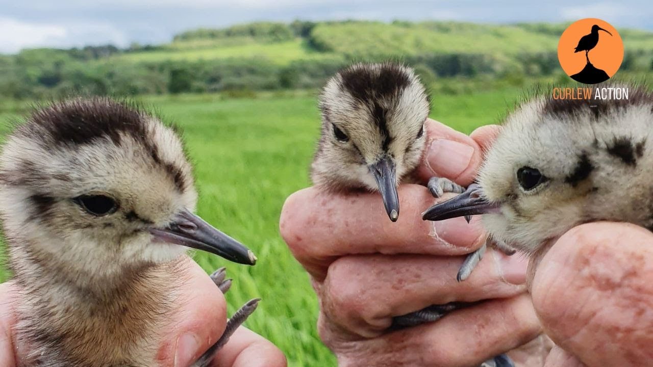 WEBINAR - Curlew breeding season: 2023 UK overview