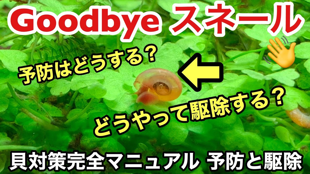 水槽のスネール（貝）をすぐに駆除したい人は必見！「スネール対策完全マニュアル〜熱帯魚での予防と駆除方法」ADAネイチャーアクアリウム水草水槽立ち上げ初心者、害虫対策と水草の事前処理