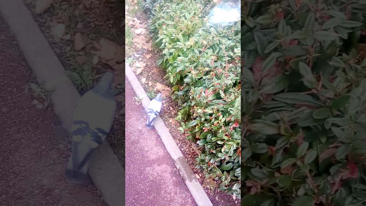 j le repas des pigeons