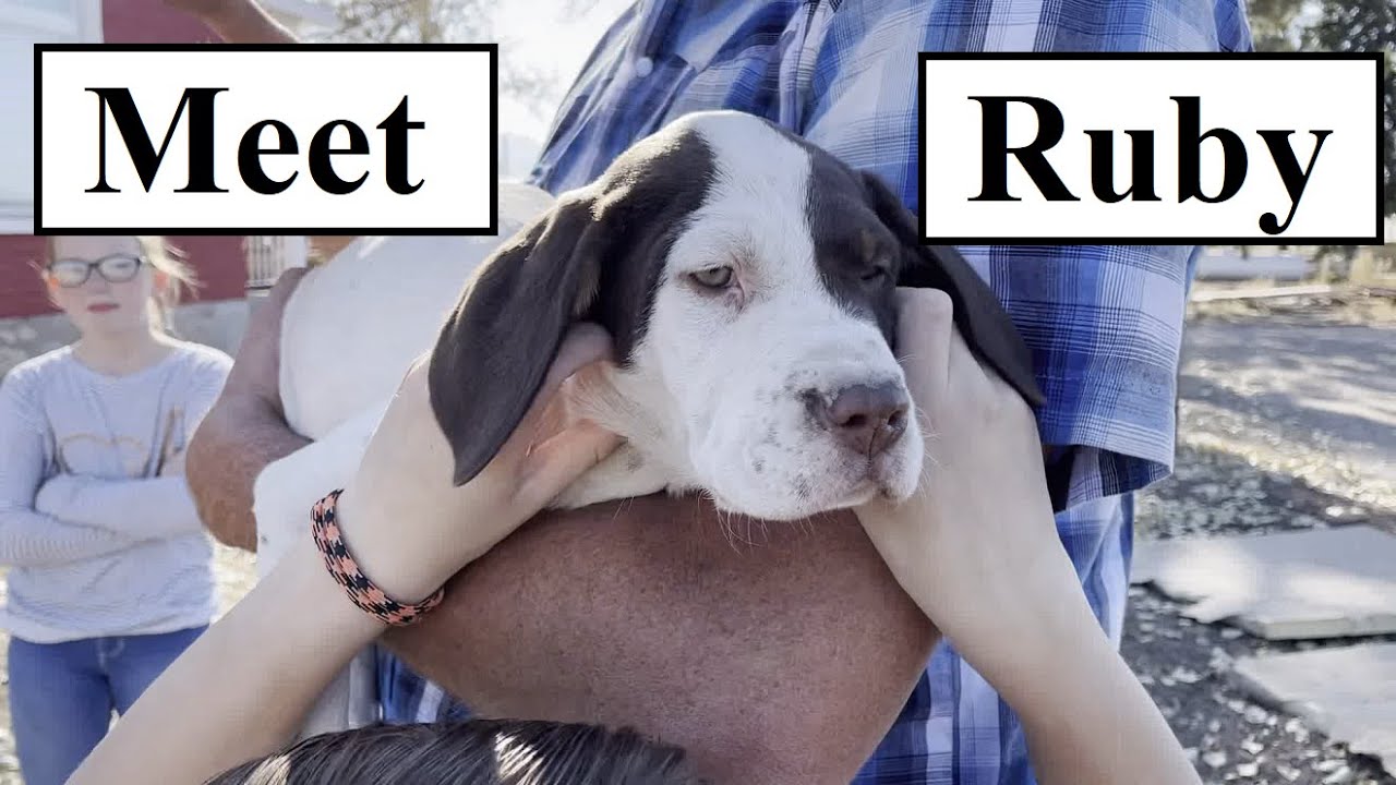 #451 - Meet Ruby Our New Dog! First Snow Of Winter, 150lbs of Sausage.