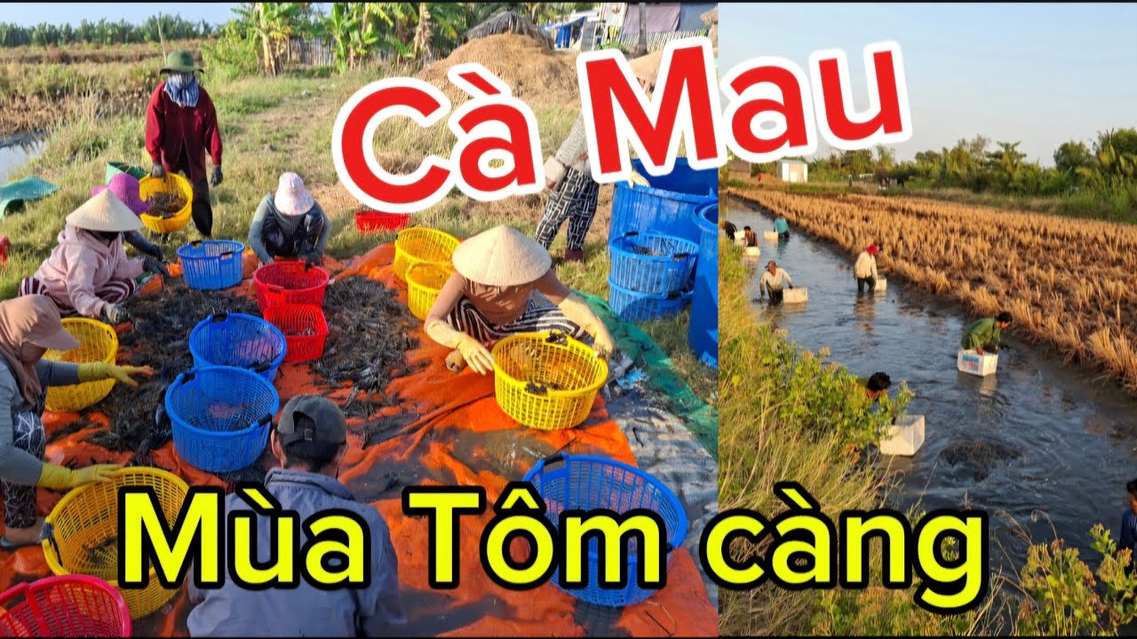 Thu hoạch tôm càng tại cà mau đông vui như hội p1|truyện đó đây  