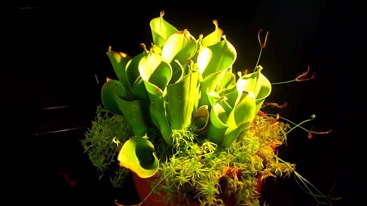 Sumpfkrug / Heliamphora heterodoxa X nutans