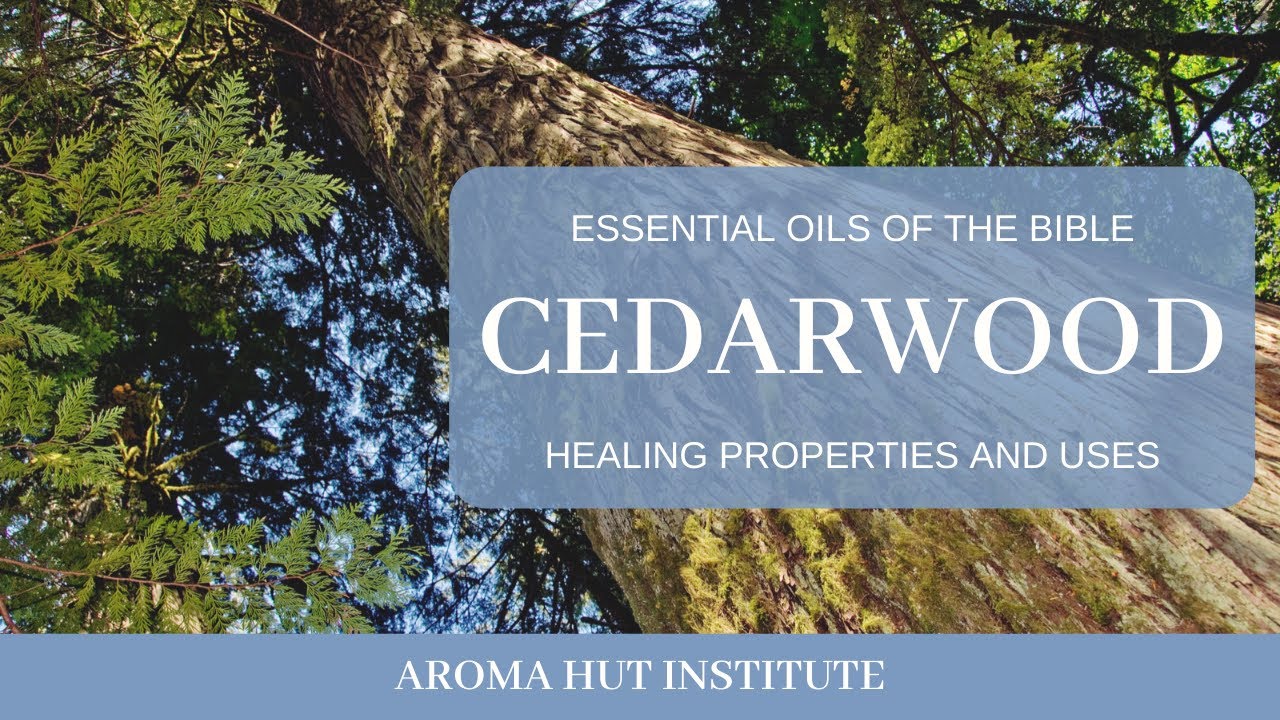 Cedarwood Essential Oil and Cedarwood Oil Benefits | Essential Oils of the Bible