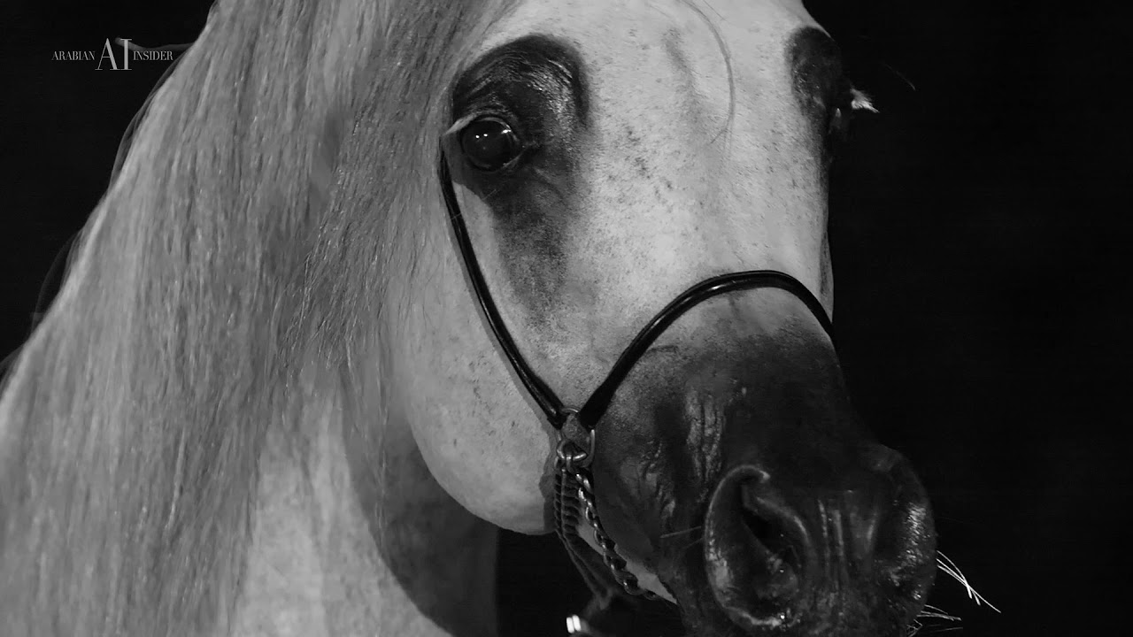 🔶 SAHM EL ARAB 🔶⁣ (WH JUSTICE x OM EL EXCELLA)⁣, 2013 Stallion
