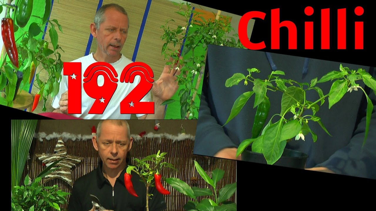 Chilli im Haus überwintern
