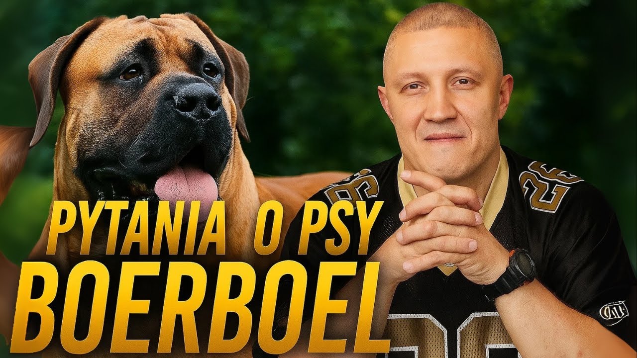 Najczęstsze pytania odnośnie psów BOERBOEL | WasylWayStory