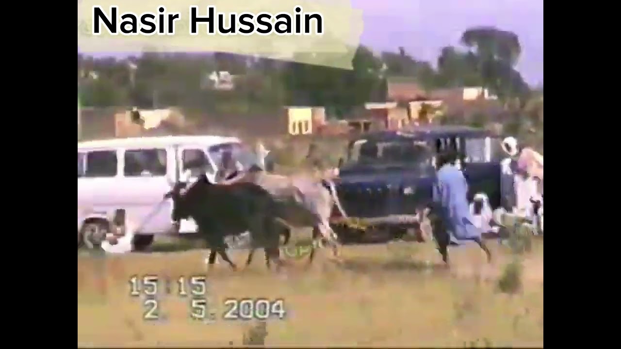 کچھ پرانی یادیں داند ساو چوہدری خادم مرحوم #nasirhussain #bullrace #bail_sutri #bullupdate