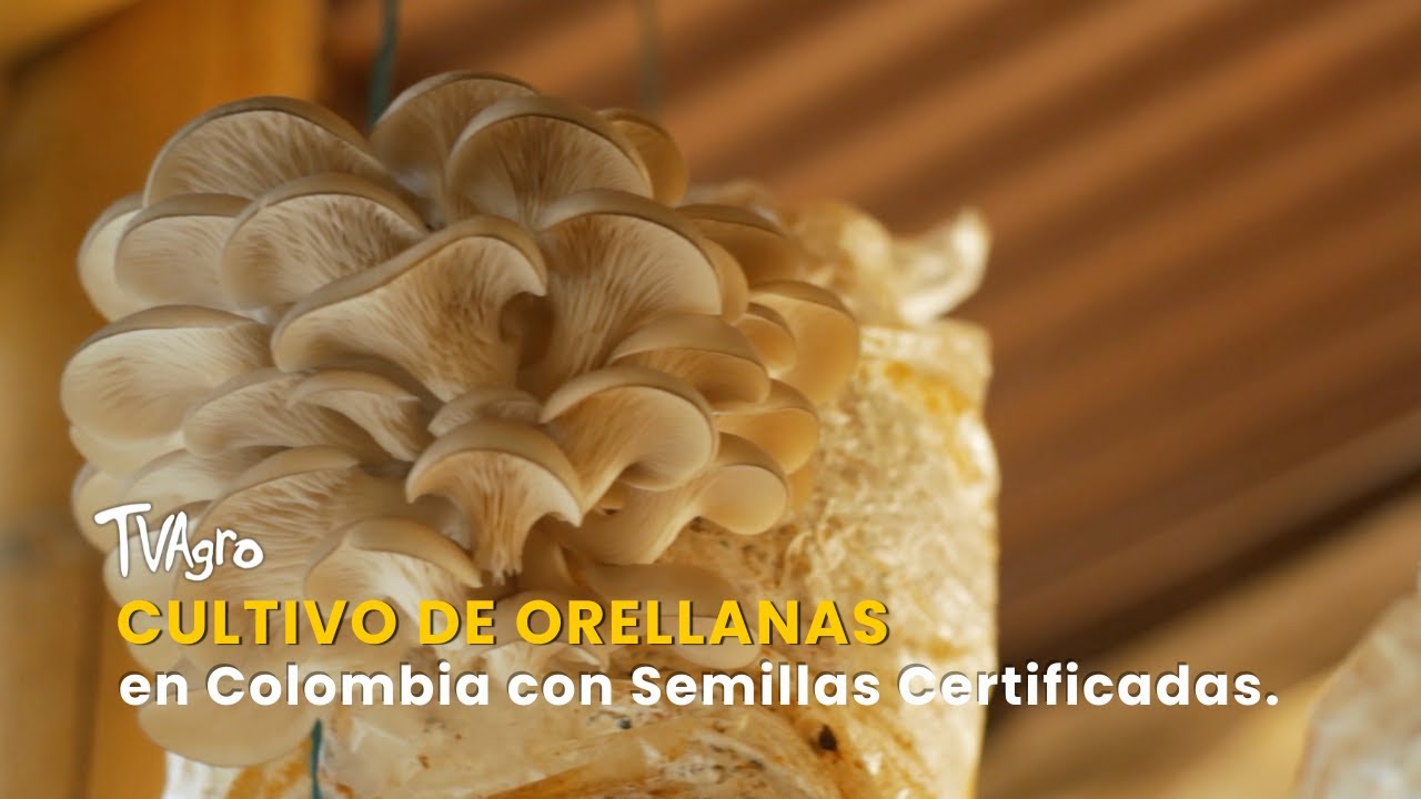 Cultivo de Orellanas en Colombia con Semillas Certificadas - TvAgro por Juan Gonzalo