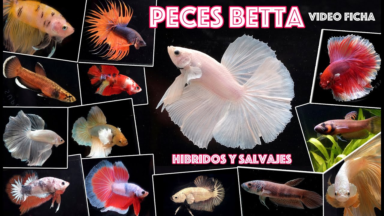 Peces Betta Híbridos comerciales y Salvajes - Video ficha sobre sus cuidados