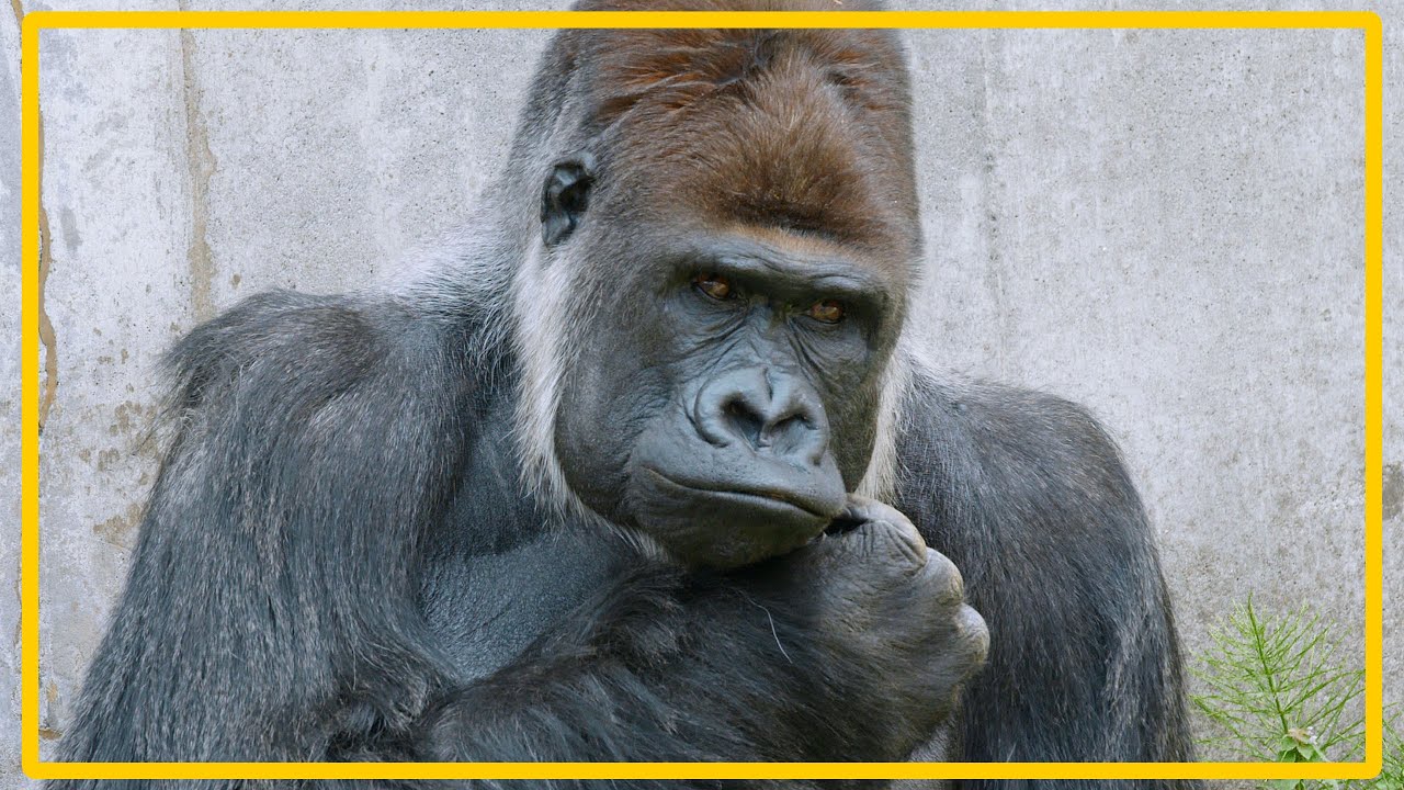 ホエザルの声がうるさく、お父さんみたいな仕草になったゴリラ | 千葉市動物公園