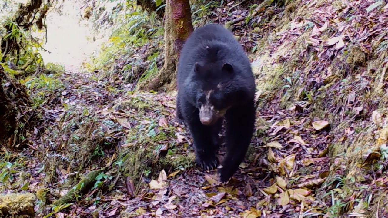 Rolex Perpetual Planet Initiative – Amazon Expedition: In the Cloud Forest