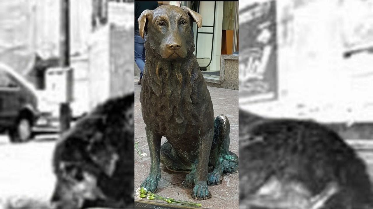 Rufo, el perro de Oviedo