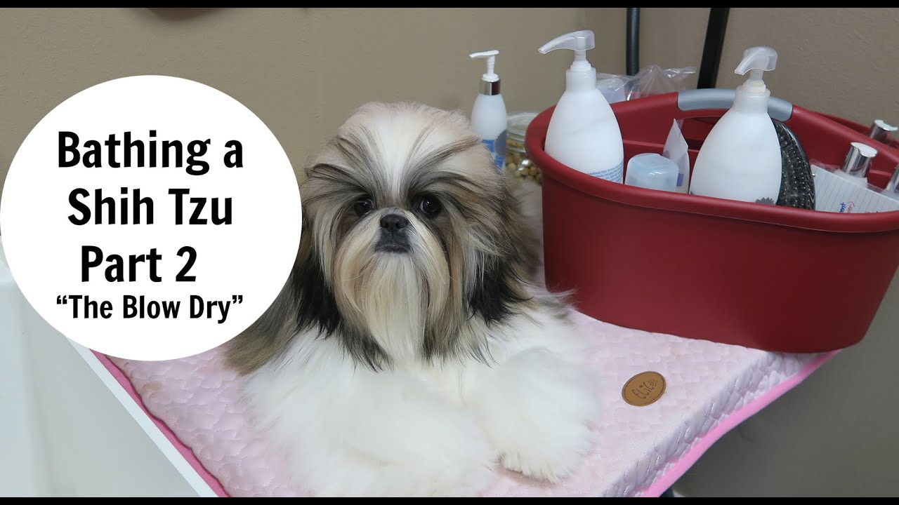 Bathing a Shih Tzu- Part 2- The Blow Dry