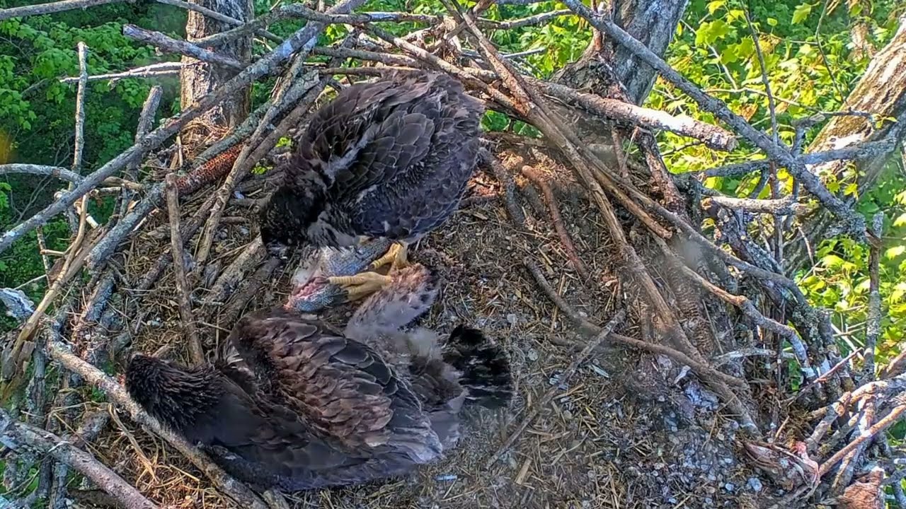 EP#464 #baldeagle Review birds in nest with nature #birdslovers #birdsounds #birdsnest #wildbirds