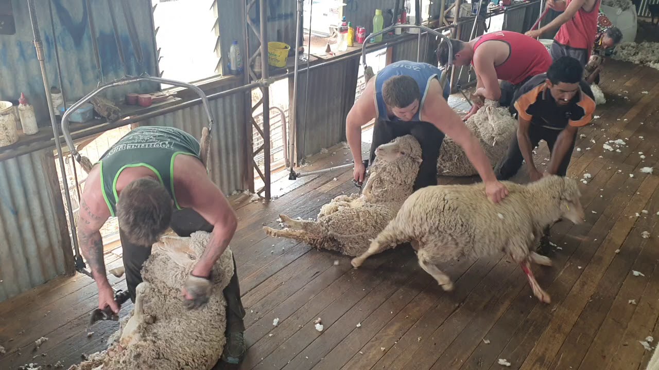 Shearing In Qld 2019