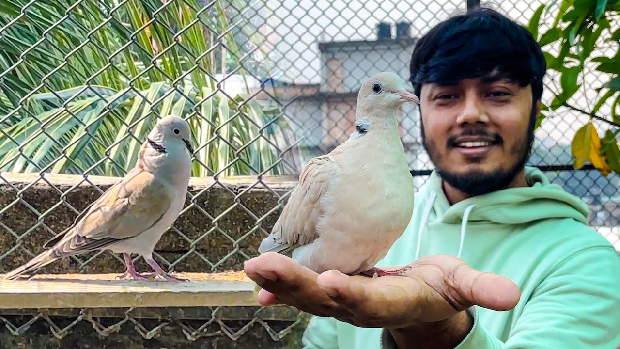 অতিথি ঘুঘু পাখিটার জন্য জোড়া এনেছি