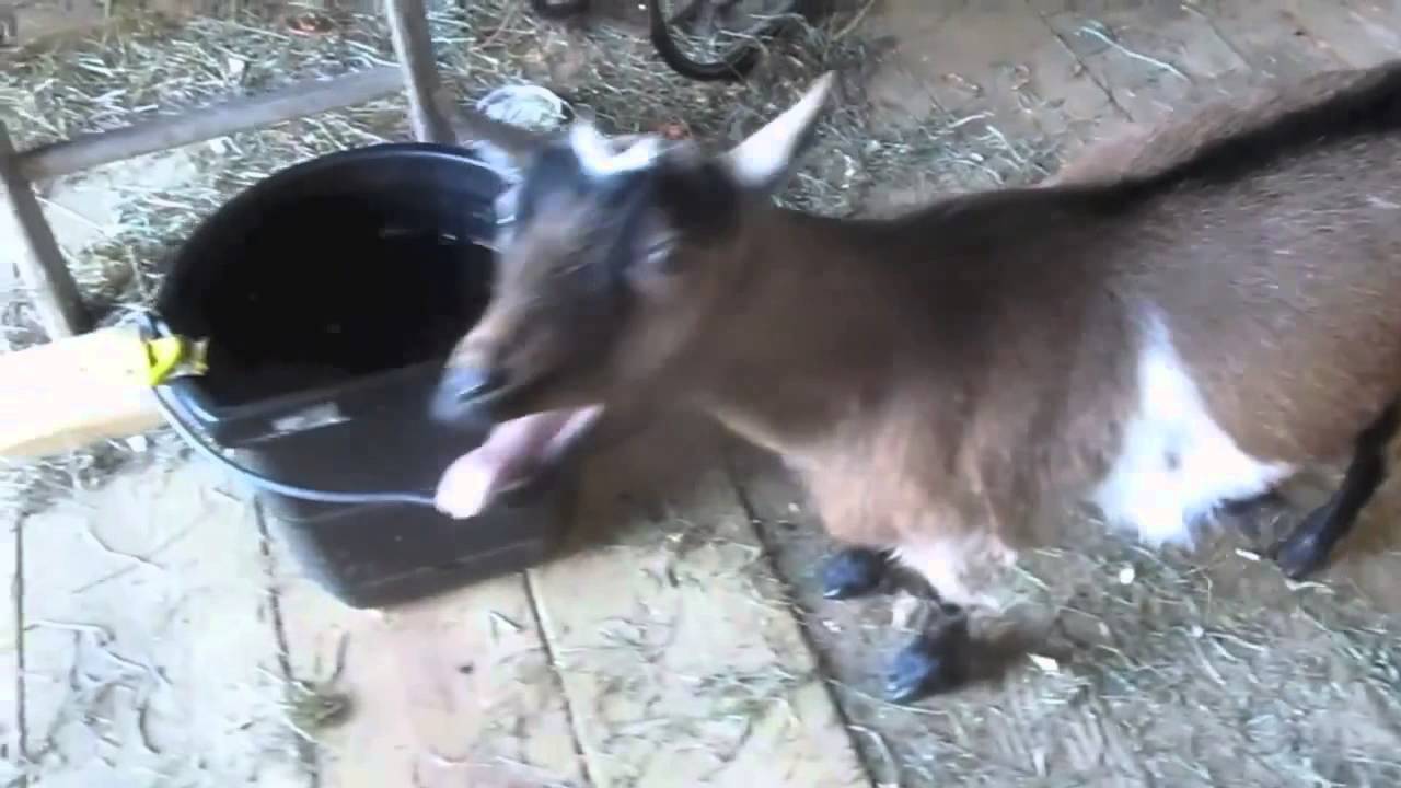 Otto Knows vs. Afro-Asian Boy - Million Goats