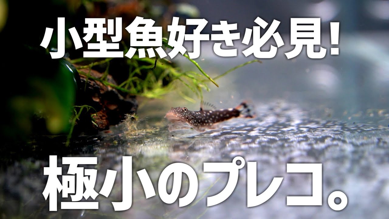 一番小さいプレコが可愛すぎて悶絶。#314【アクアリウム】