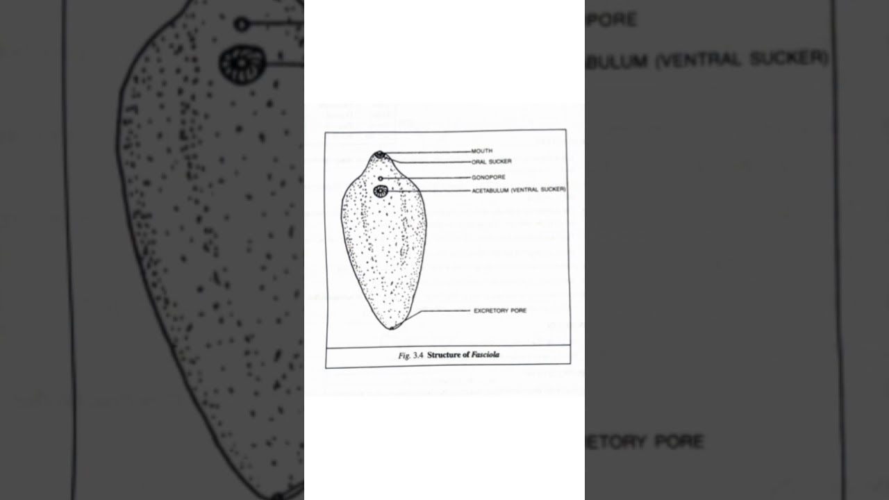 Zoology Practical in Odia,Fasciola,CHSE,Science,Zoology,Odia #Shorts #Odia #Zoology #Science