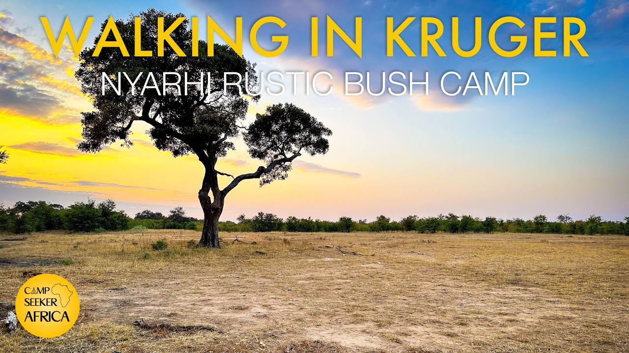 Walking with elephant and buffalo in Kruger National Park | Nyarhi Rustic Bush Camp | South Africa