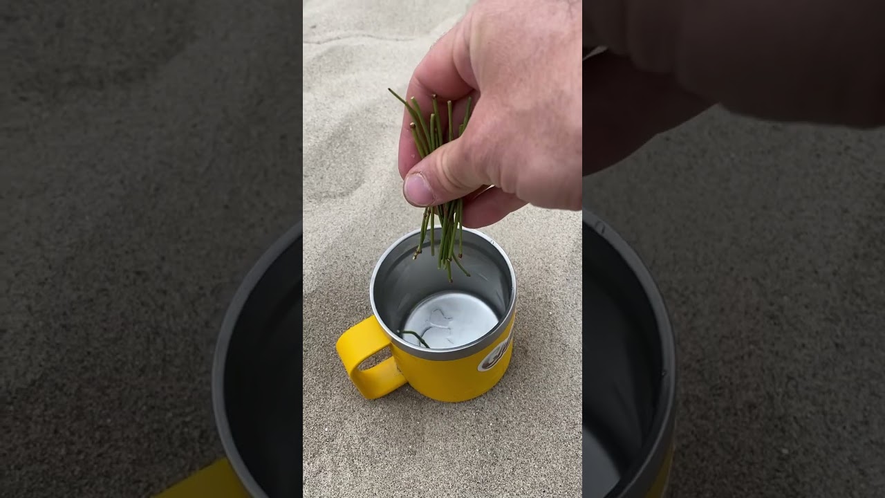 Harvesting and Brewing a Cup of Mormon Tea