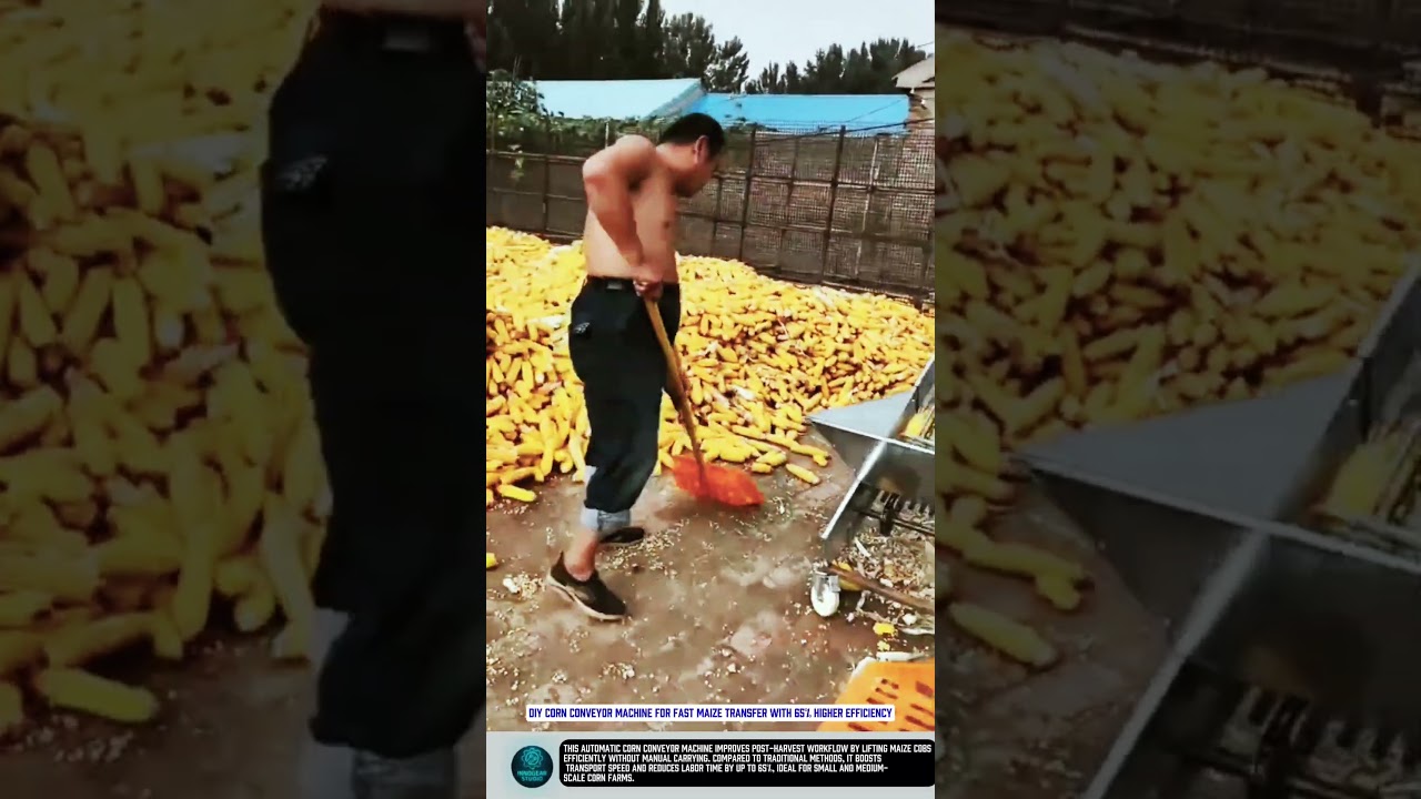 DIY corn conveyor machine for fast maize transfer with 65% higher efficiency