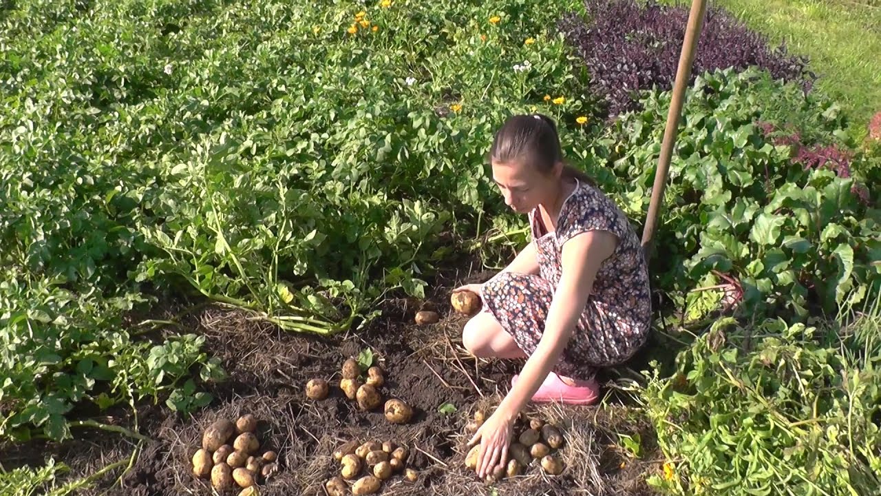 Сравнение посадки картофеля под мульчу солому и традиционным методом на одном огороде