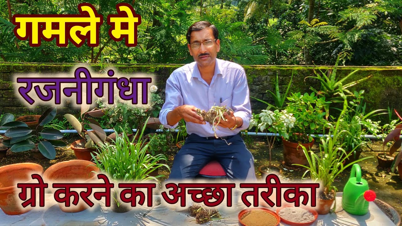 गमले मे रजनीगंधा ग्रो करने का सबसे अच्छा तरीका जानिए/ Grow Tuberose in Container