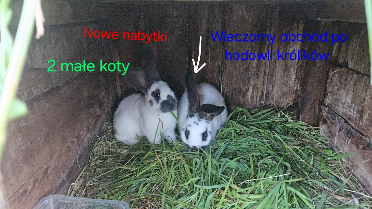 Nowe nabytki😃 wieczorny obchód po hodowli królików🐇 2 małe koty🐈