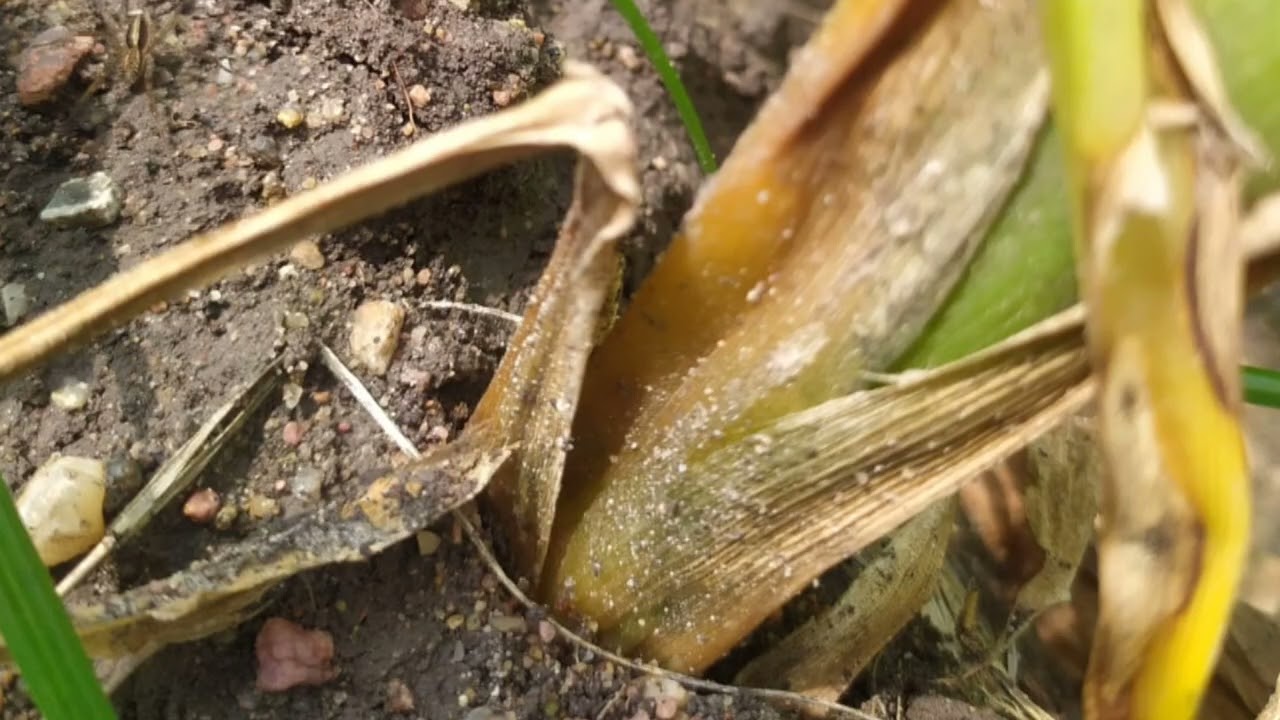Turmeric Rhyzome rot -மஞ்சள் கிழங்கு அழுகல் நோய்