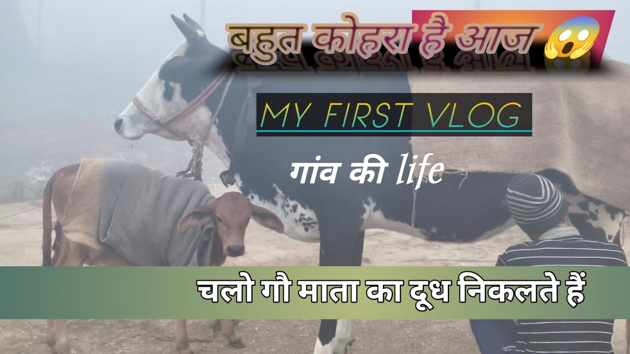 Let’s show how cow’s milk is extracted in the village during the biting cold. This is my first video