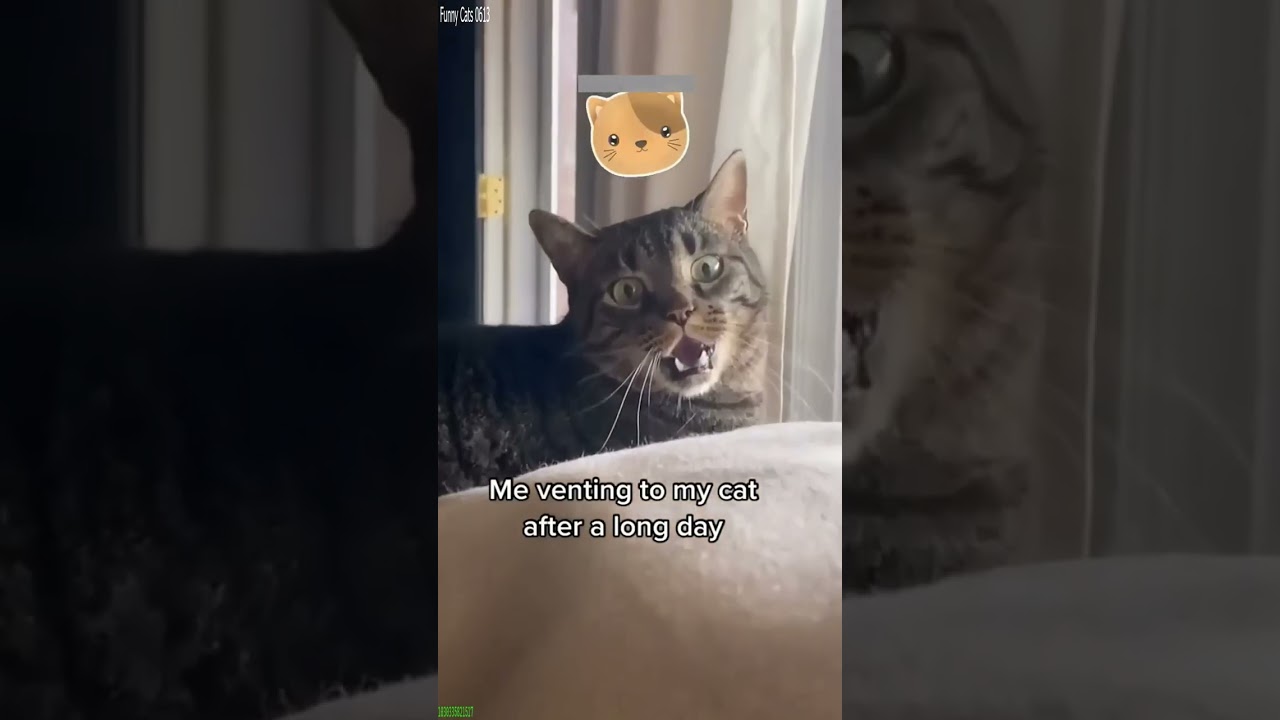 Funniest Cat 😸 Will Cheer you Up 🥰 # Part 9047