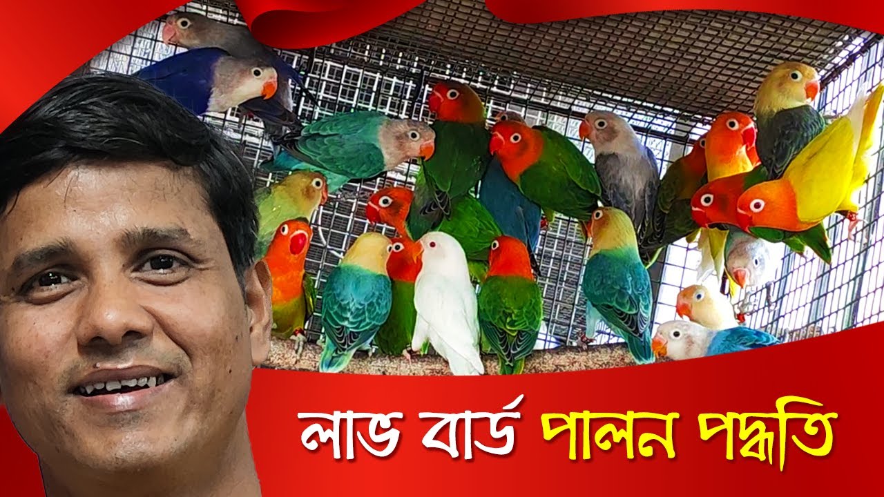 লাভ বার্ড পালন পদ্ধতি | Love Bird Rearing | Love Bird Pakhi Palon | Love Bird Breeding Progress 2024