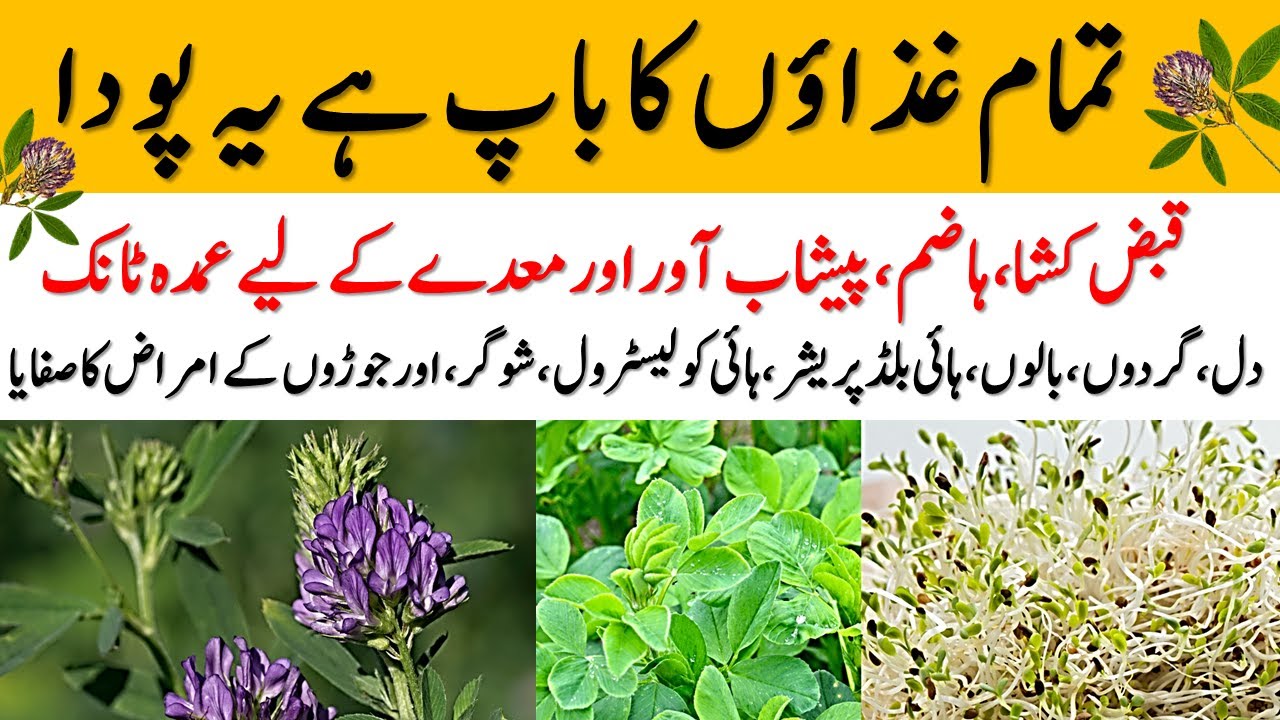 Alfalfa ke fayde || Alfalfa seeds, sprouts and leaves health benefits in Urdu / Hindi