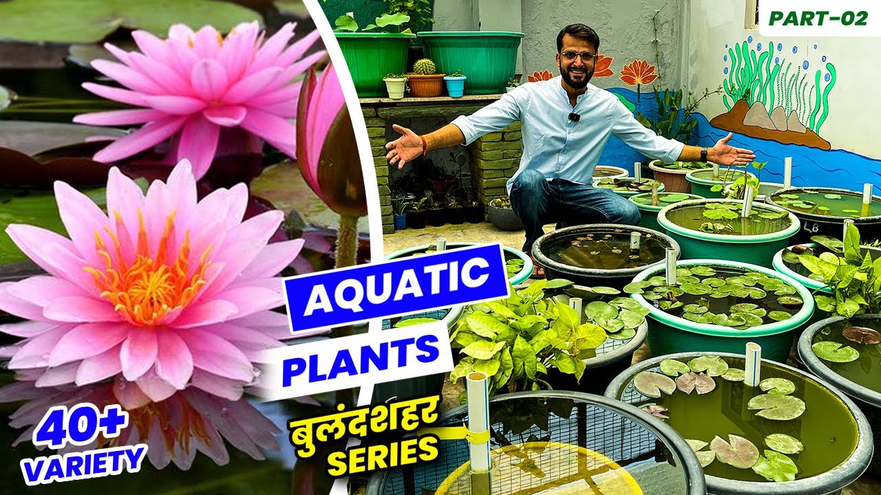 Water Plants की बगिया 🪷 🪷  इतनी वैरायटी नहीं देखि होंगी 🥰 🥰