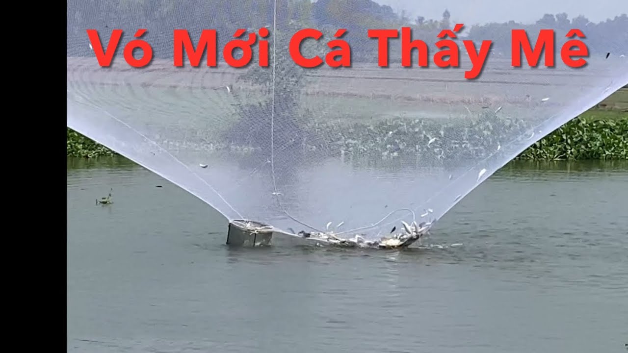 Khai Trương Lưới Mới Thấy Mê Cá Mè Dinh To Cá Cầy Cá Kết ( 