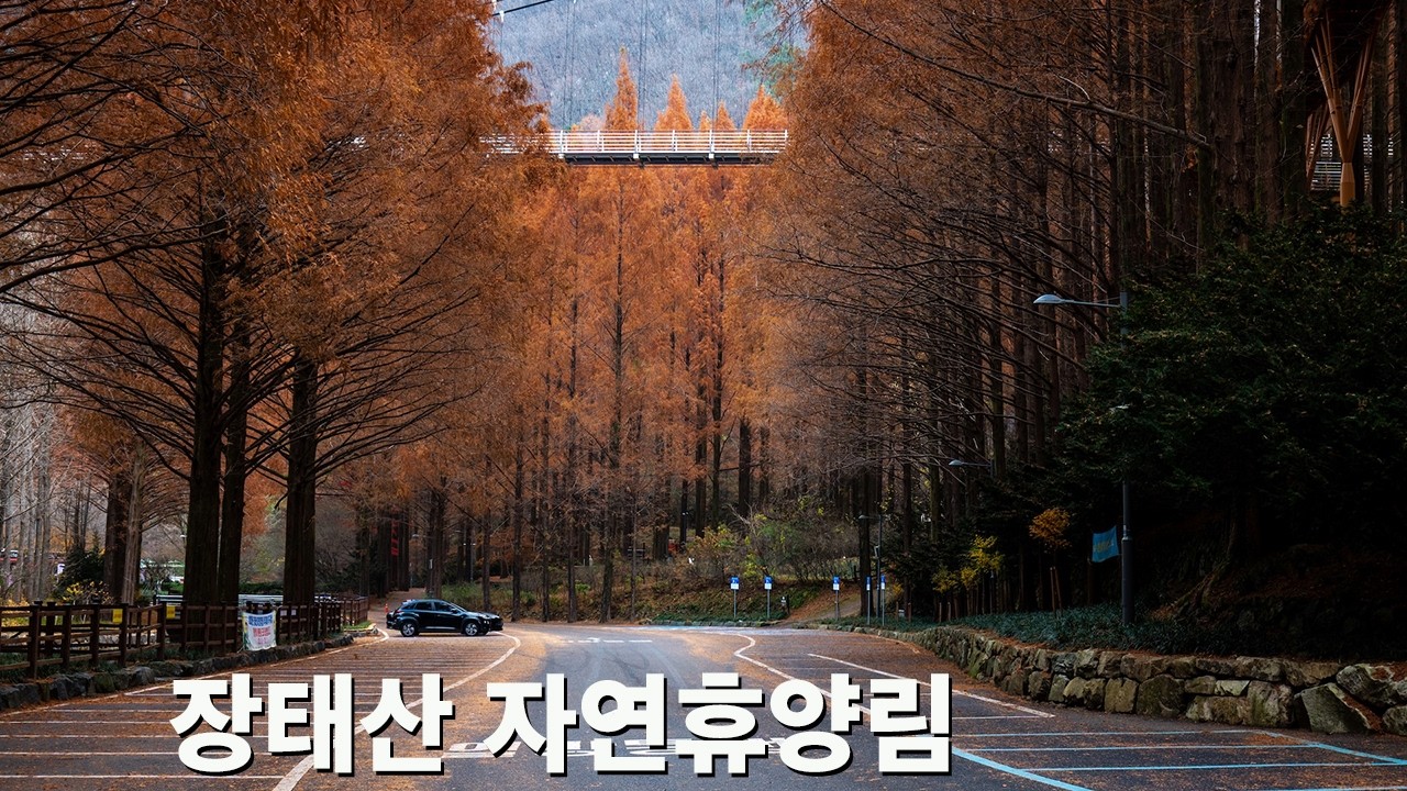 메타세콰이어 숲속세상 장태산자연휴양림