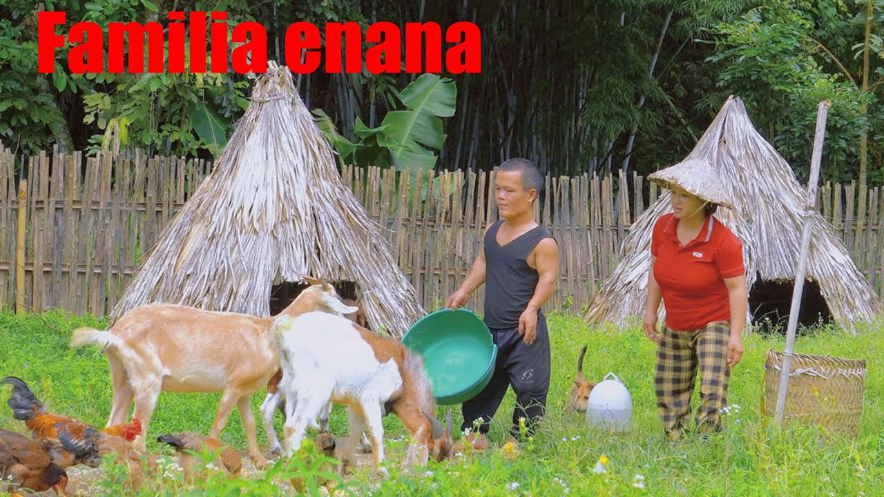 vida primitiva de la familia enana - momentos de supervivencia de los enanos