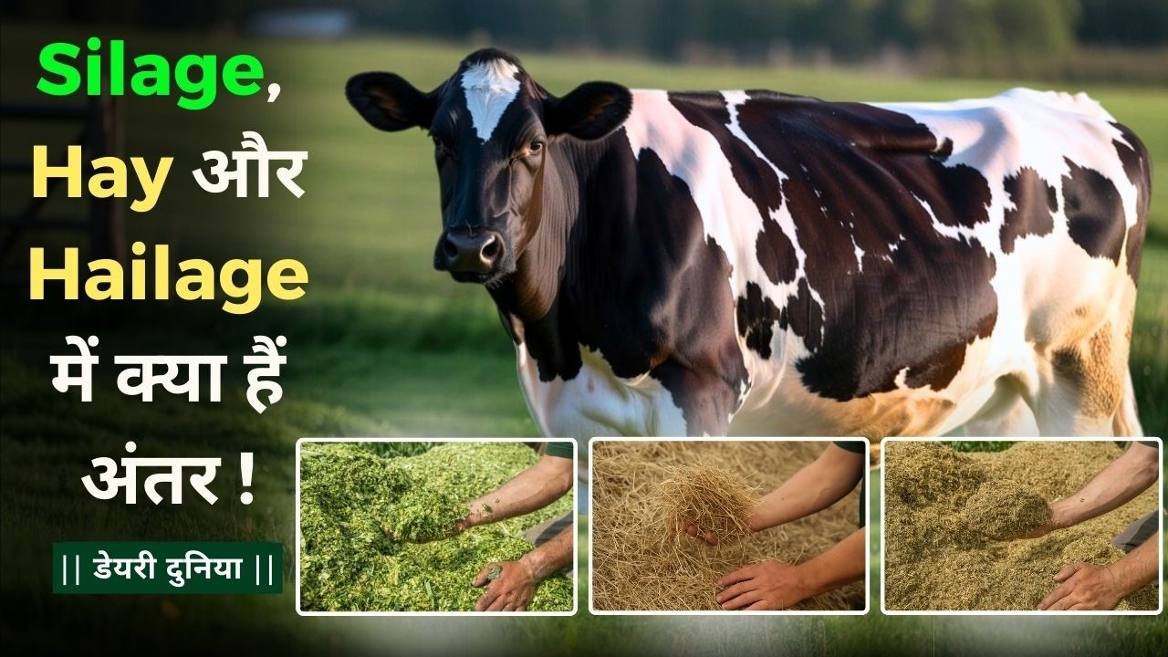 Silage, Haylage और Hay में फर्क क्या है? सही चारा कौन सा ||