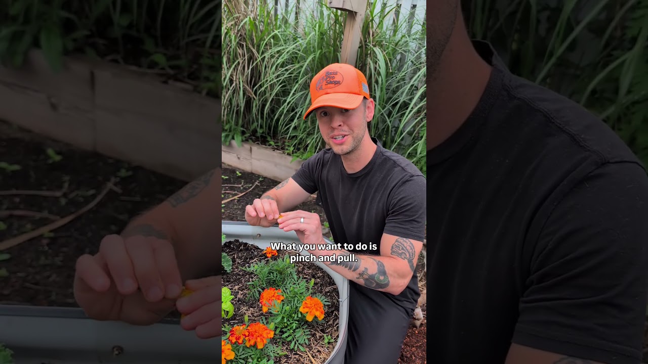 follow me on Instagram for more! #garden #marigold #hack #tips #gardening