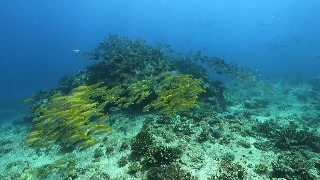 アカヒメジ群れ・慶良間諸島国立公園