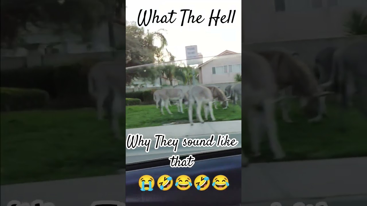 donkeys in Riverside Ca #donkey #riversideca #redrivervalley #rabbittrail #downtownriverside
