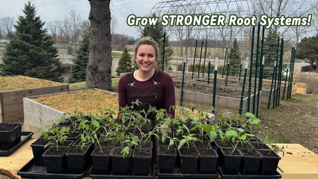 How to Pot Up Tomatoes & Other Seedlings - Easy Step by Step for Beginners
