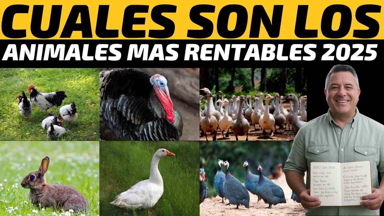 Los 10 Animales M&aacute;s Rentables para Tu Granja AVICOLA Peque&ntilde;a CON POCO DINEREO