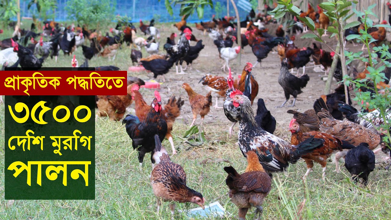 মুক্ত ভাবে প্রাকৃতিক পদ্ধতিতে 3500 দেশি মুরগি পালন | Desi murgi khamar | Desi murgi farm