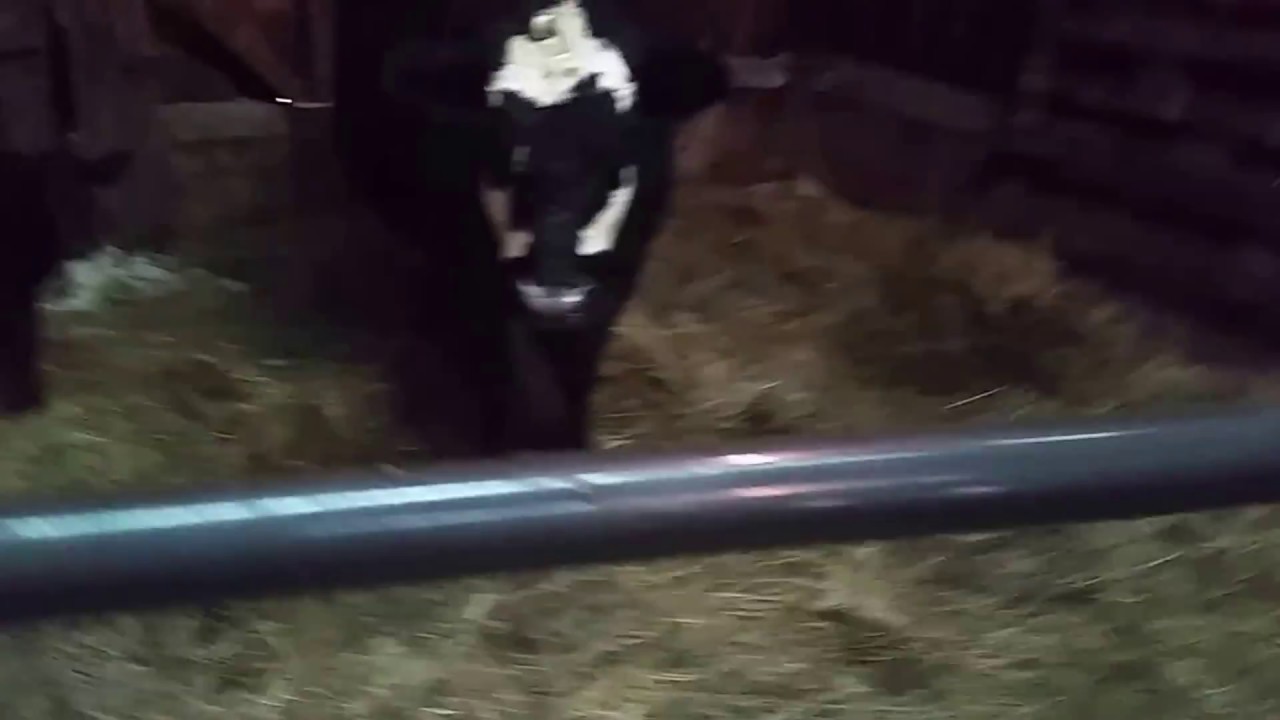 First calf of the year meet Jupiter