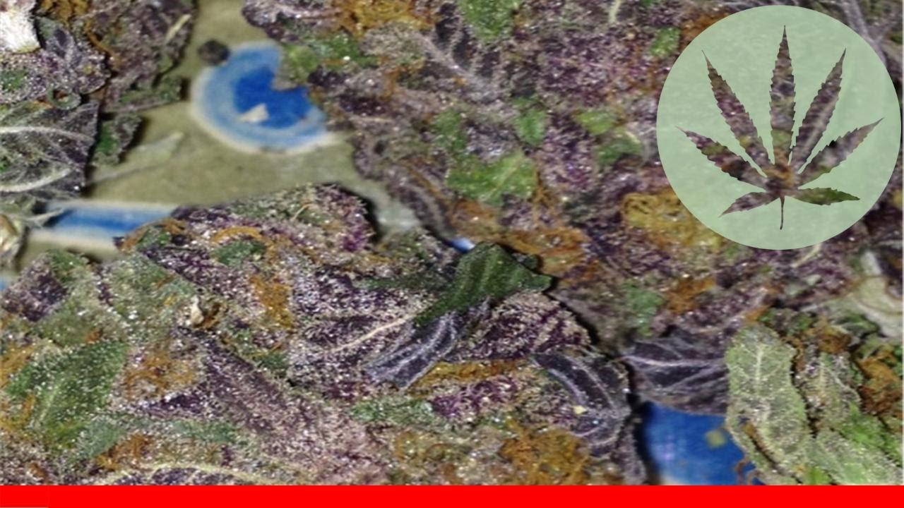 Grape Valley Kush - All About This Strain