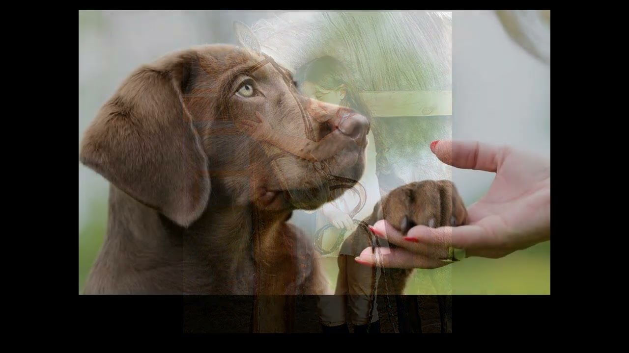 Mensaje Día del Animal (Versión texto narrado)