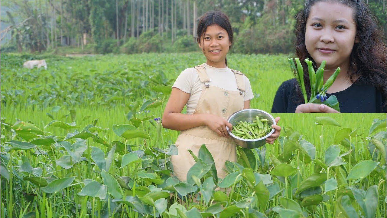 Gachili bibal||Balkam and Chigrim